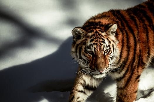 Comparison with Other  Photo Sizes