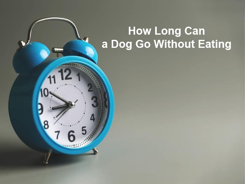 How Long Can a Dog Go Without Eating