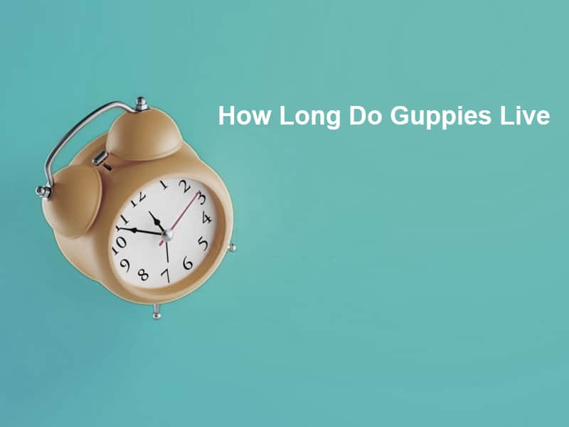 How Long Do Guppies Live