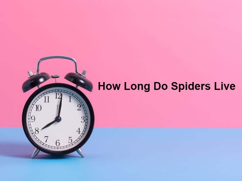 How Long Do Spiders Live