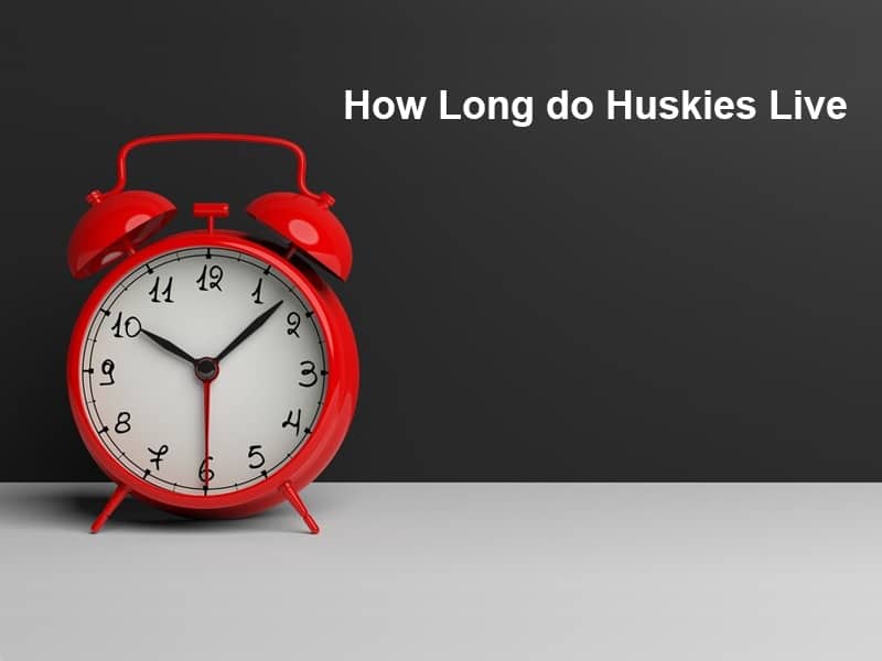 How Long do Huskies Live