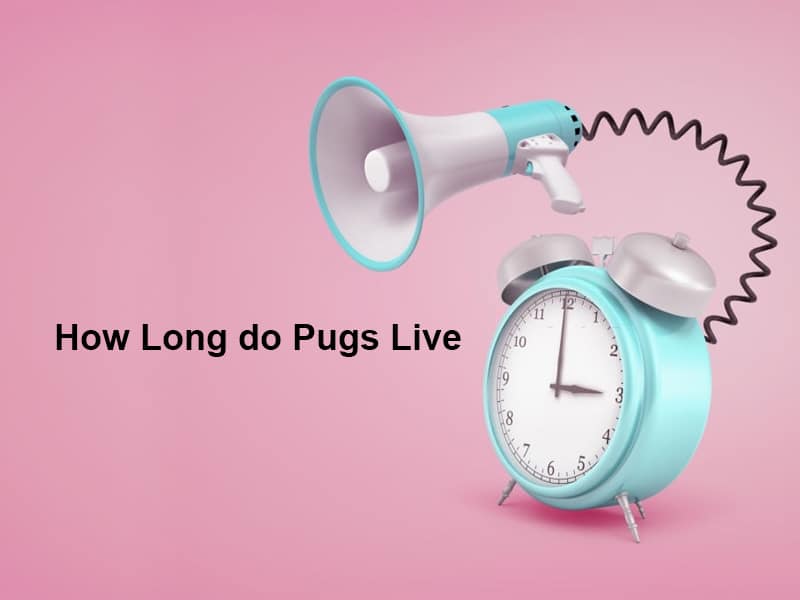 How Long do Pugs Live