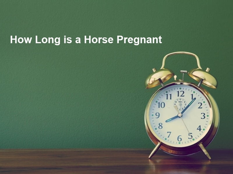 How Long is a Horse Pregnant