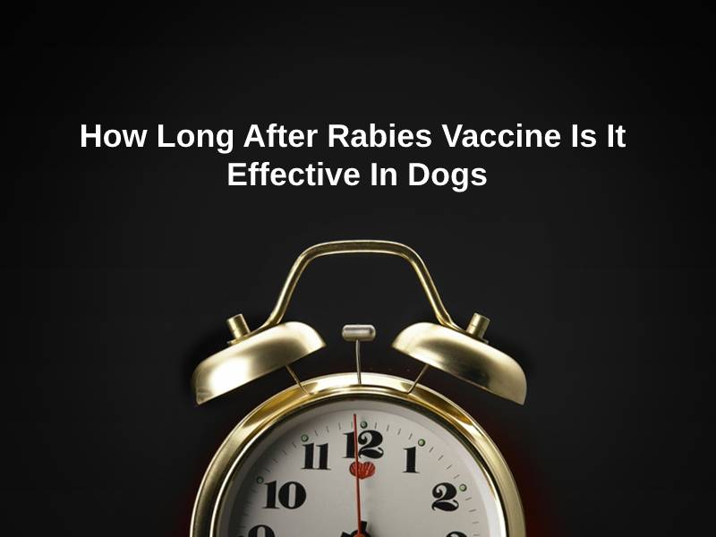 How Long After Rabies Vaccine Is It Effective In Dogs