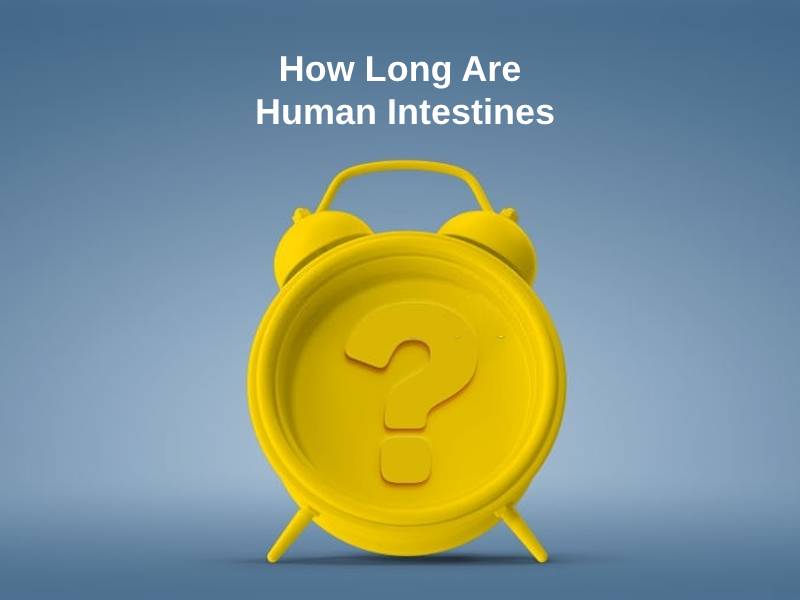 How Long Are Human Intestines