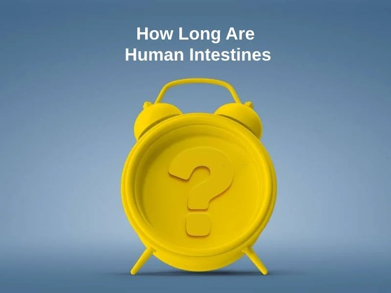 人間の腸はどのくらいですか