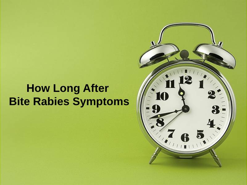 How Long After Bite Rabies Symptoms