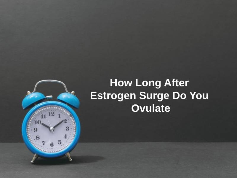 How Long After Estrogen Surge Do You Ovulate