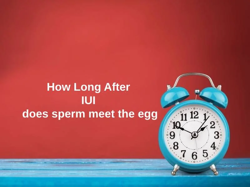 Wie lange nach der IUI trifft das Sperma auf die Eizelle?