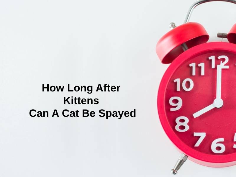 How Long After Kittens Can A Cat Be Spayed