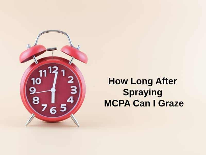 How Long After Spraying MCPA Can I Graze