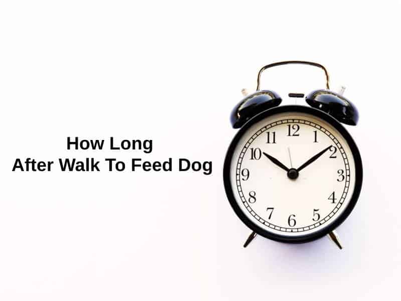 How Long After Walk To Feed Dog