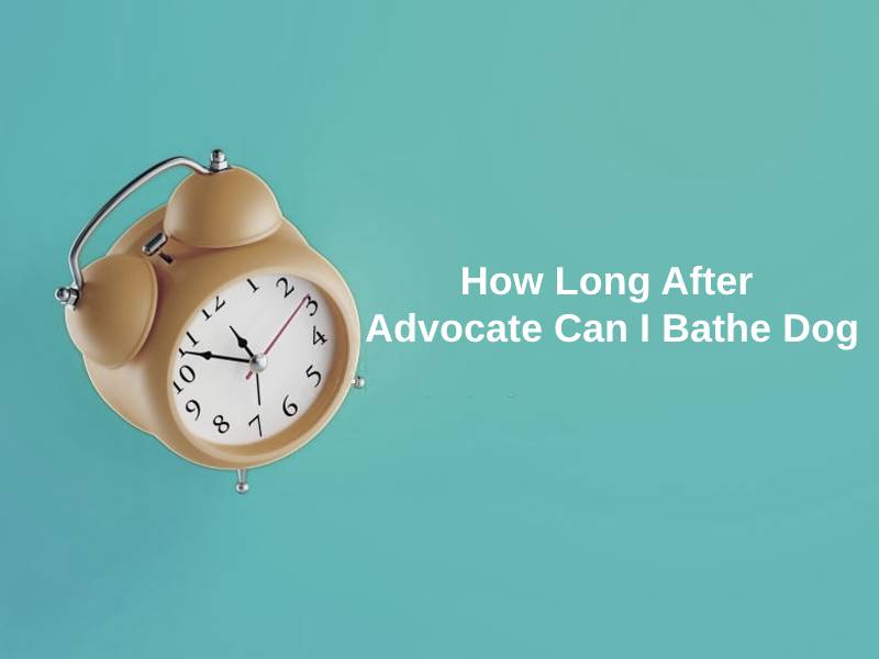 How Long After Advocate Can I Bathe Dog