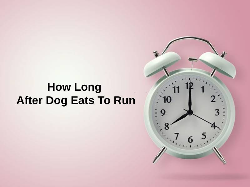 How Long After Dog Eats To Run