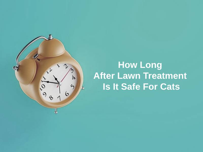 How Long After Lawn Treatment Is It Safe For Cats
