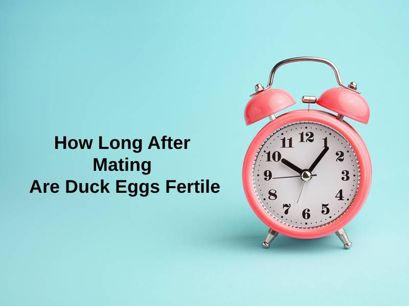 How Long After Mating Are Duck Eggs Fertile - Coming under the waterfowl family Anatidae, along with geese and swans, ducks are birds that live in the aquatic habitat. They are smaller than both geese and swans. Ducks are located in seawater and freshwater.