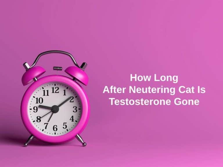 How Long After Neutering Cat Is Testosterone Gone (And Why)?