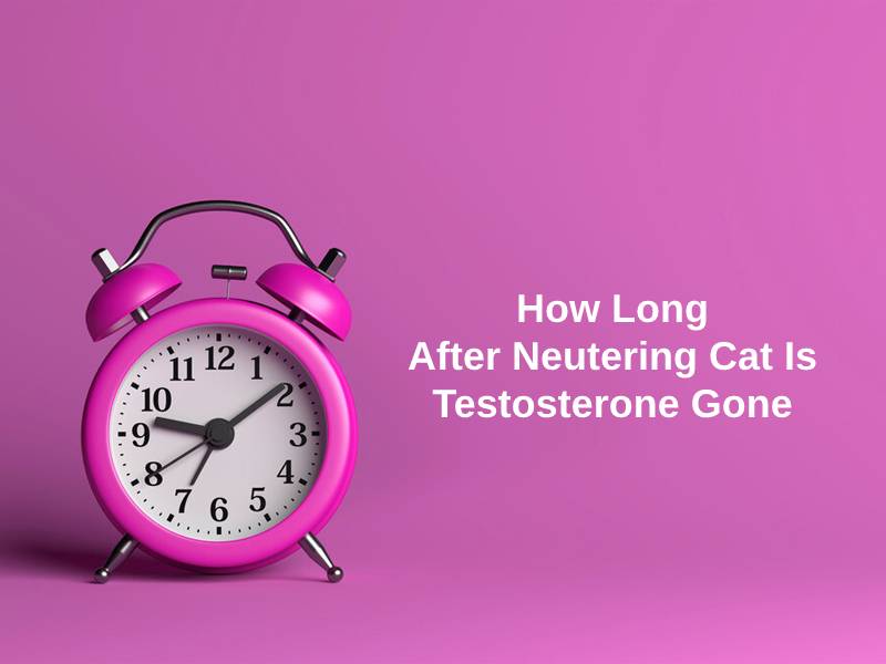 How Long After Neutering Cat Is Testosterone Gone
