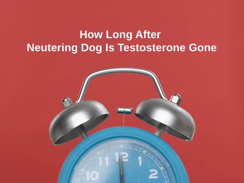 How long after neutering dog is testosterone gone