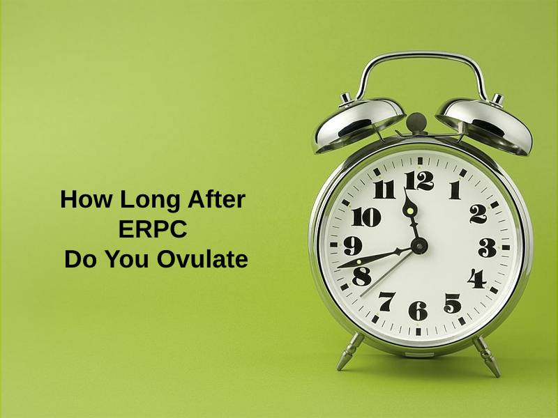 How Long After ERPC Do You Ovulate