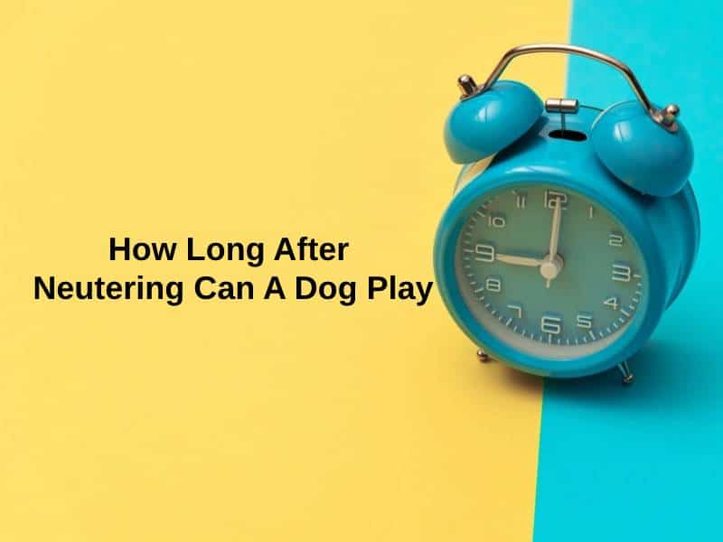 How Long After Neutering Can A Dog Play