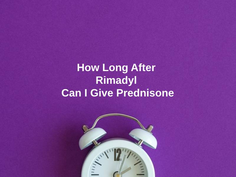 How Long After Rimadyl Can I Give Prednisone