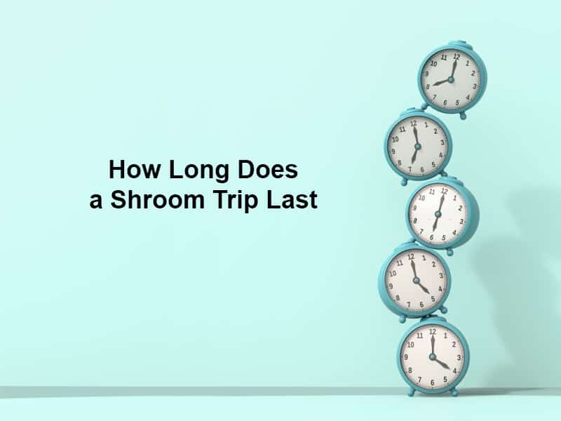 كم من الوقت تستغرق رحلة Shroom الأخيرة