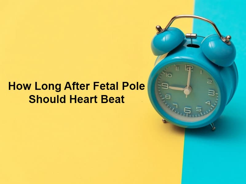 How Long After Fetal Pole Should Heart Beat