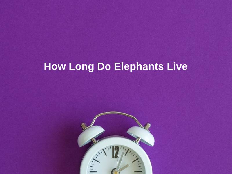 How Long Do Elephants Live 1