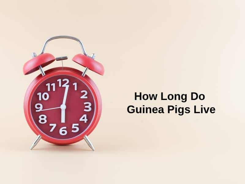 How Long Do Guinea Pigs Live