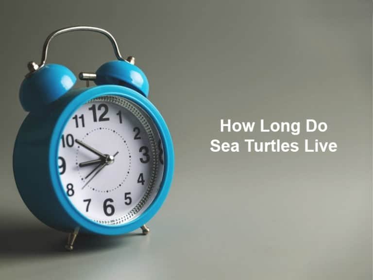 How Long Do Sea Turtles Live (And Why)?