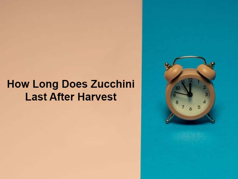 How Long Does Zucchini last After Harvest