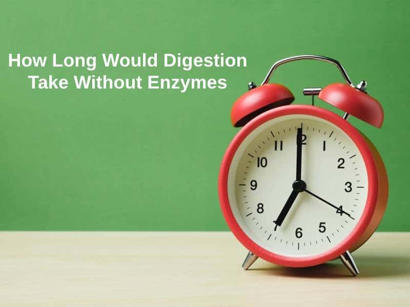 How Long Would Digestion Take Without Enzymes
