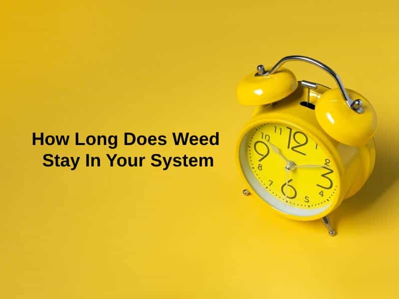 how long does weed stay in the body