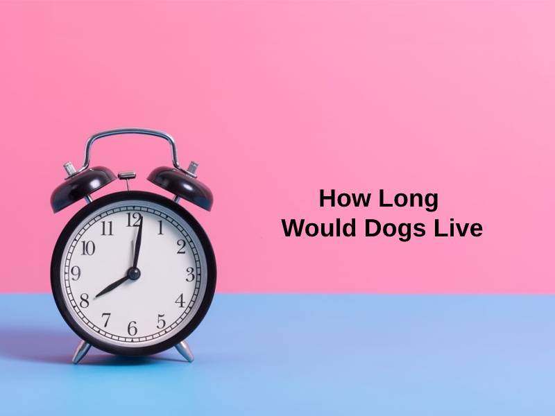 how long would dogs live