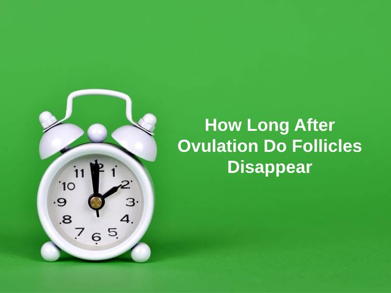 How Long After Ovulation Do Follicles Disappear