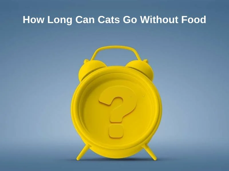 बिल्लियाँ कब तक बिना भोजन के रह सकती हैं?