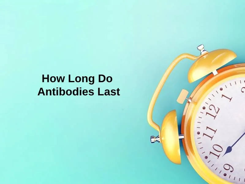 Wie lange halten Antikörper