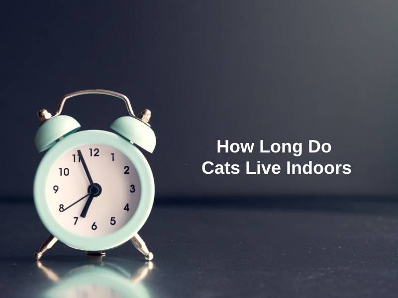 How Long Do Cats Live Indoors