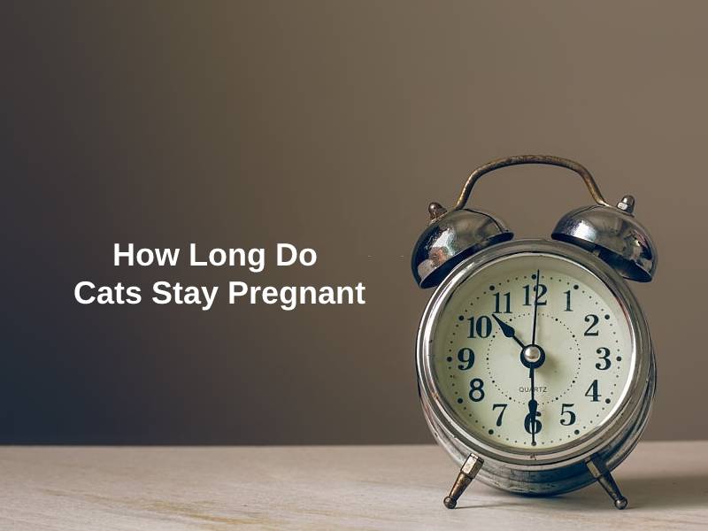 How-Long-Do-Cats-Stay-Pregnant