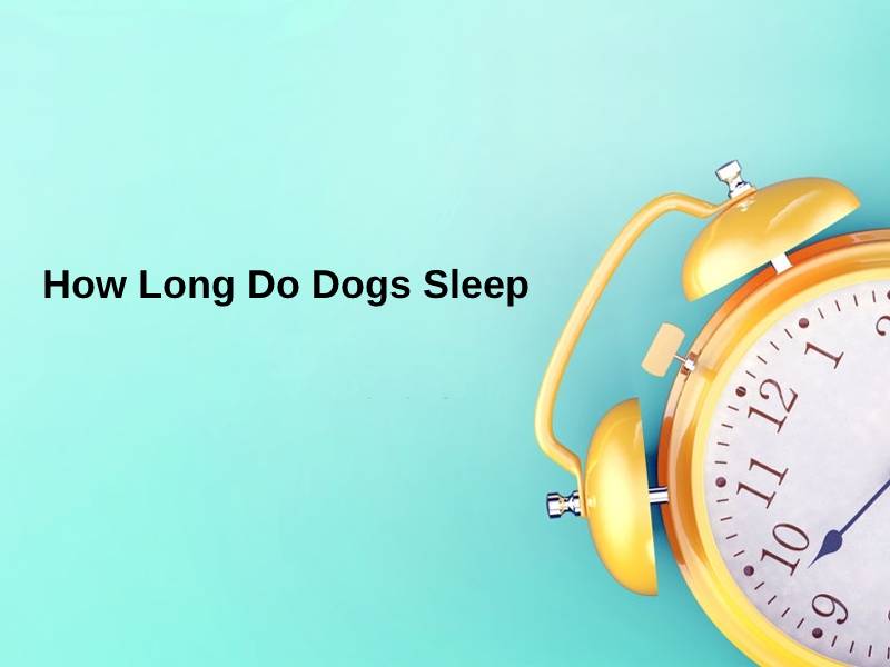 How Long Do Dogs Sleep