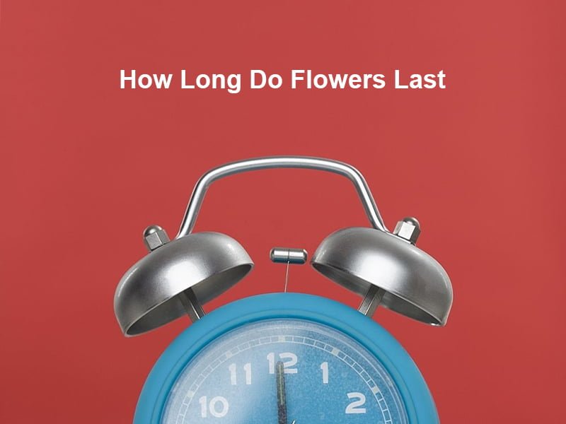 How Long Do Flowers Last