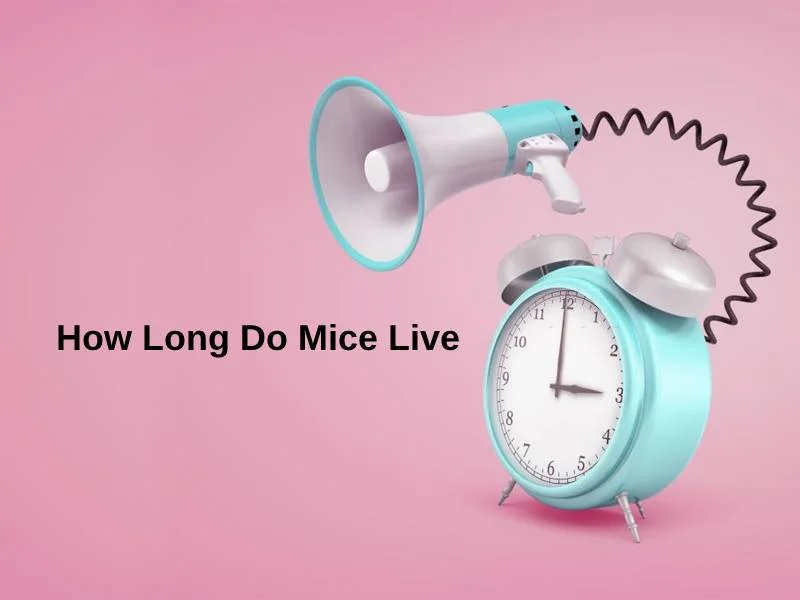 चूहे कितने समय तक जीवित रहते हैं