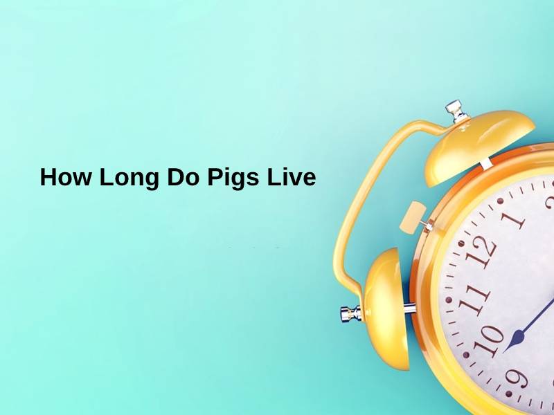 How Long Do Pigs Live