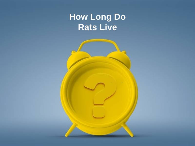 How Long Do Rats Live