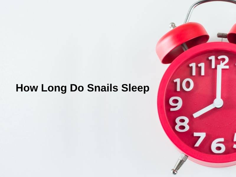 How Long Do Snails Sleep