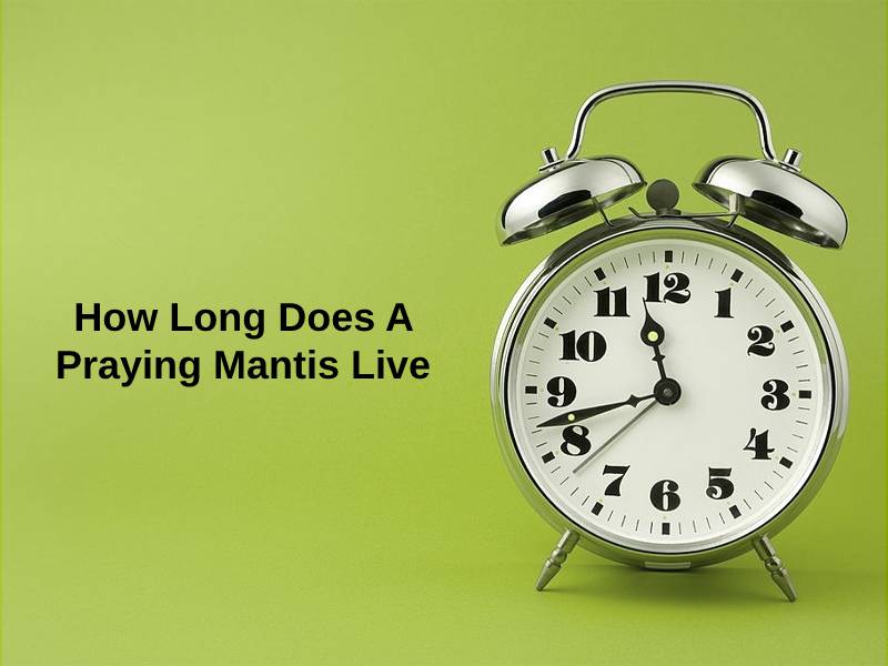 How Long Does A Praying Mantis Live