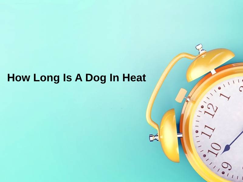 How Long Is A Dog In Heat (And Why)?