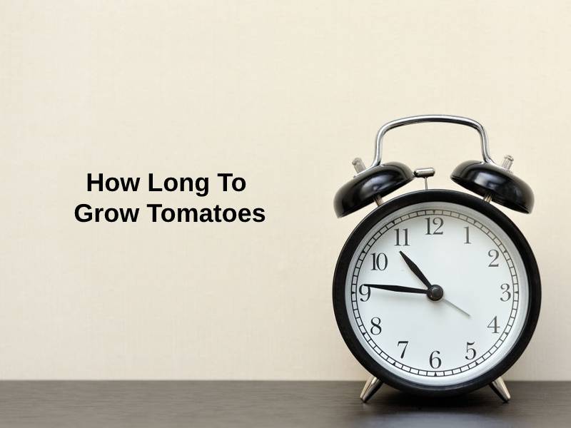 How Long To Grow Tomatoes