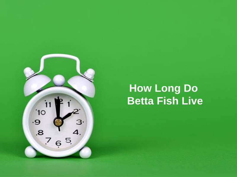 how long do betta fish live